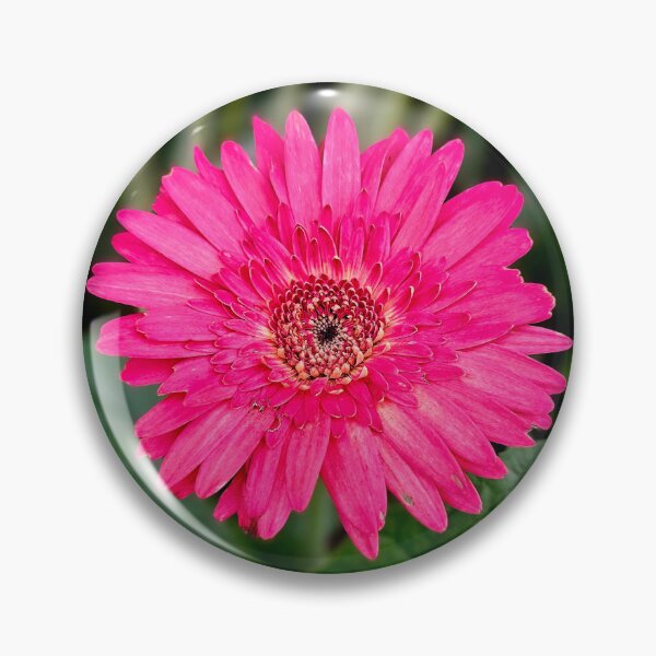 Item preview, Pink Gerbera Daisy designed and sold by MaddysMStudio.