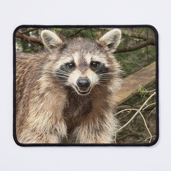 Item preview, Grinning Raccoon designed and sold by Richard W J Conyard.