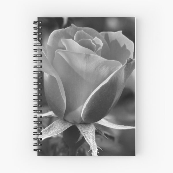 Item preview, black and white rose designed and sold by photographic contemplations.