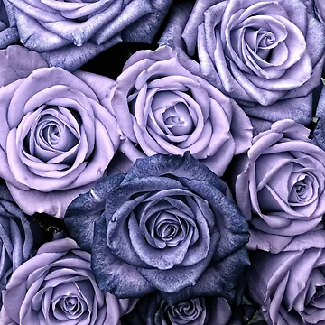 Artwork thumbnail, PURPLE ROSES by magicdreams