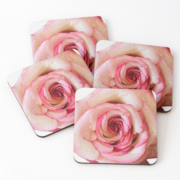 Item preview, Elegant Bicolor Pink and White Rose Isolated on White designed and sold by BalkanBloom.