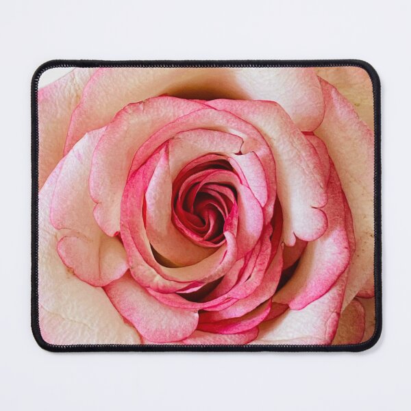 Item preview, Elegant Bicolor Pink and White Rose Isolated on White designed and sold by BalkanBloom.