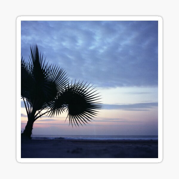 Tropical palm tree on beach Ibiza silhouette dusk sunset sky square medium format film analog photographs Sticker