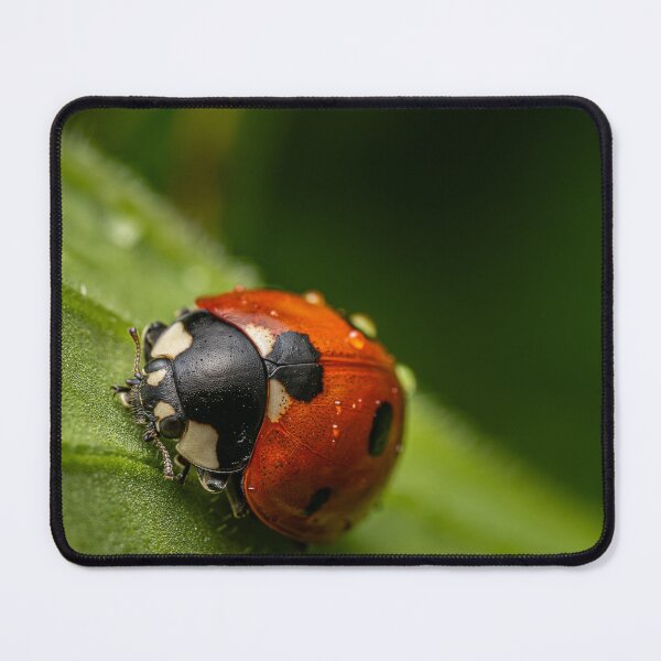 Item preview, Classic Red — Ladybug Macro on a Green Leaf designed and sold by Rabee Khalil Photography.