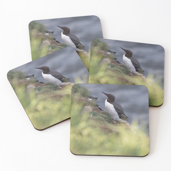 Item preview, guillemot designed and sold by codaimages.