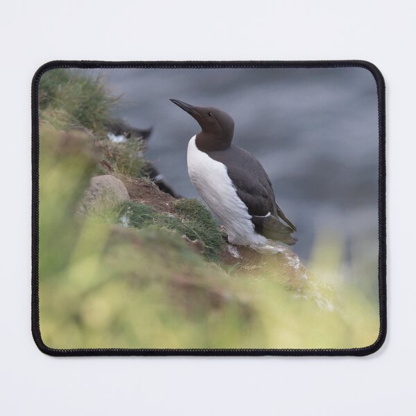Item preview, guillemot designed and sold by codaimages.