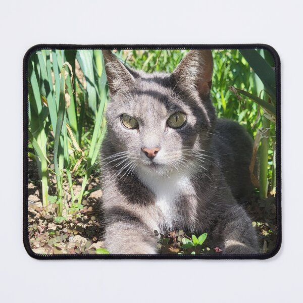 Item preview, Grey cat amongst the leeks designed and sold by AnthonyThomas.
