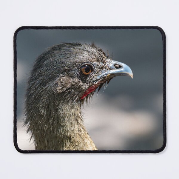 Item preview, Close-up of a Chachalaca designed and sold by Debra Martz.