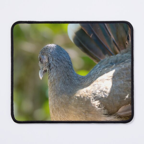 Item preview, Chachalaca with Spectacular Tail Feathers designed and sold by Debra Martz.
