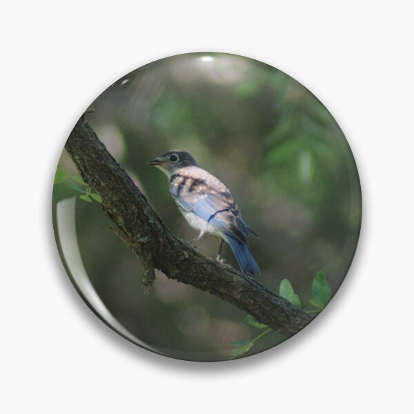 Item preview, Juvenile Male Eastern Bluebird in Shade designed and sold by gistinker.