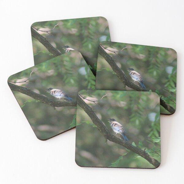 Item preview, Juvenile Male Eastern Bluebird in Shade designed and sold by gistinker.