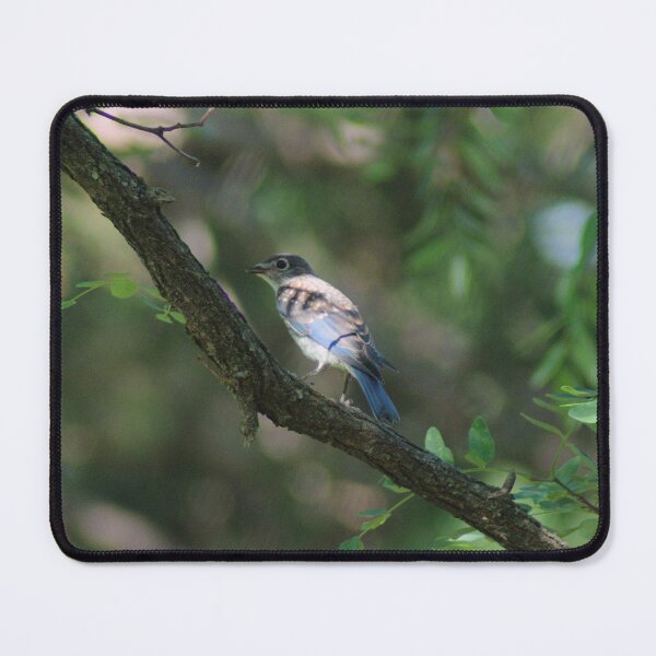 Item preview, Juvenile Male Eastern Bluebird in Shade designed and sold by gistinker.