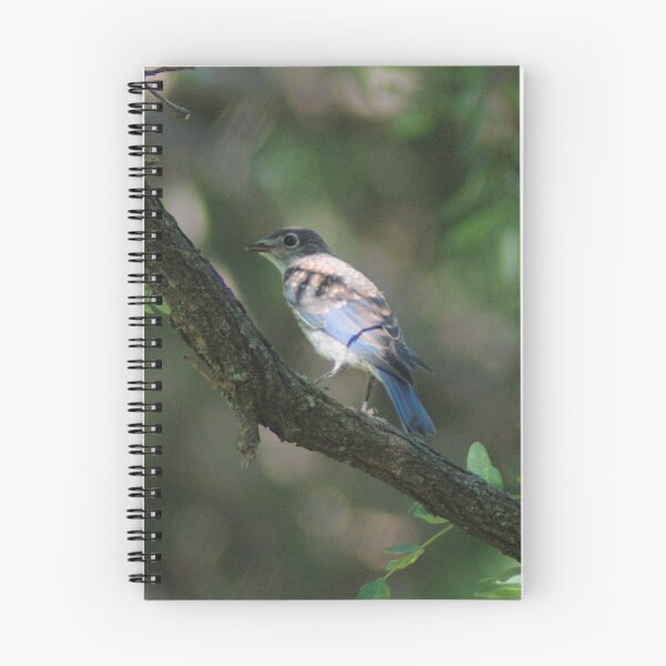 Item preview, Juvenile Male Eastern Bluebird in Shade designed and sold by gistinker.