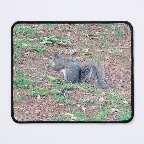 Item preview, Thoughtful Squirrel designed and sold by gistinker.