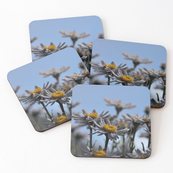 Item preview, Color isolated Asters  designed and sold by Cblifeisgood.