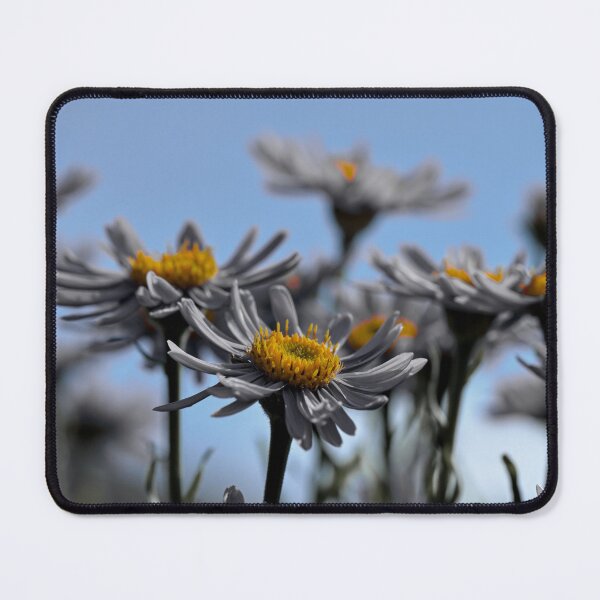 Item preview, Color isolated Asters  designed and sold by Cblifeisgood.
