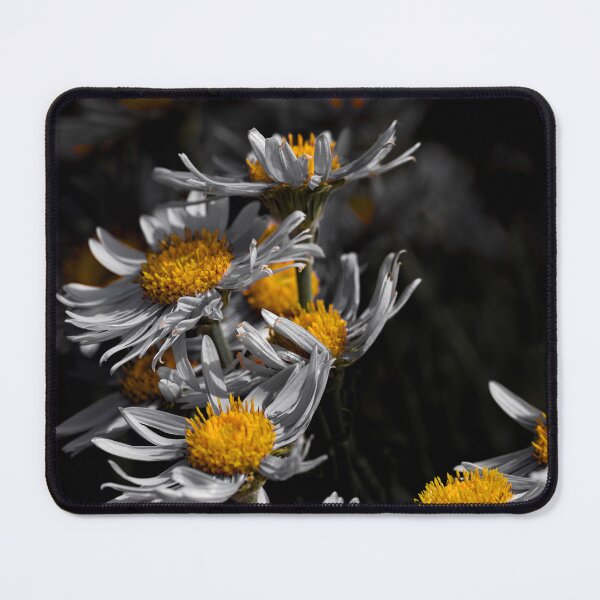 Item preview, Group of Asters color isolation edit  designed and sold by Cblifeisgood.