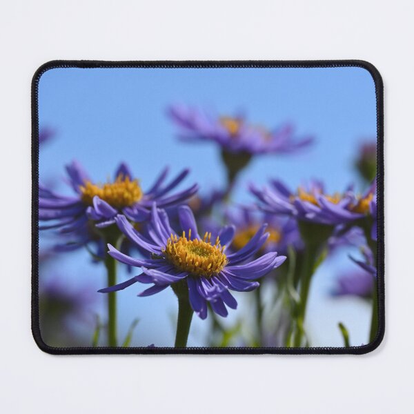 Item preview, Asters  designed and sold by Cblifeisgood.