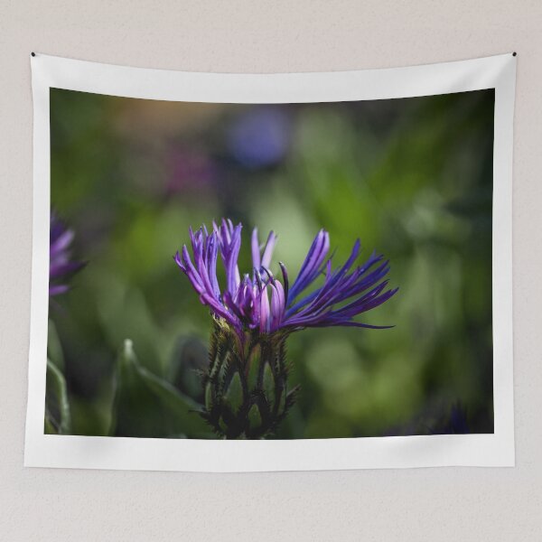 Item preview, Cornflower beginning to bloom designed and sold by Cblifeisgood.