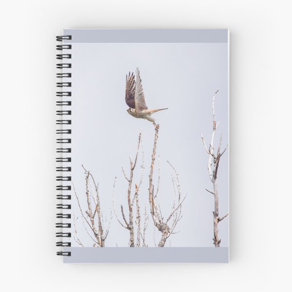 Item preview, Kestrel Leaping Off Tall Tree Branch designed and sold by CarolM.