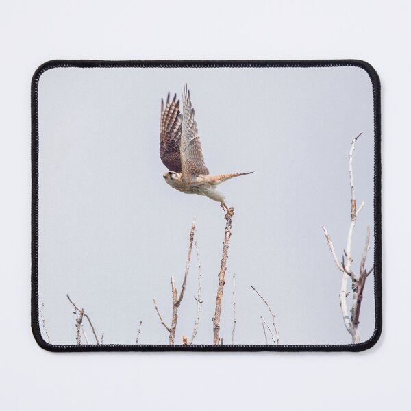 Item preview, Kestrel Leaping Off Tall Tree Branch designed and sold by CarolM.