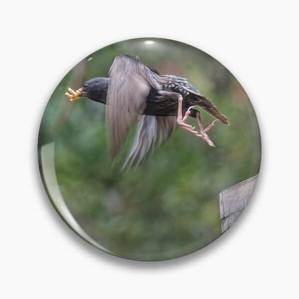 Item preview, Starling Flying Off Bird Feeder With Mealworms designed and sold by CarolM.