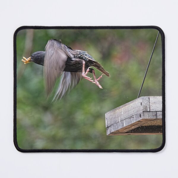 Item preview, Starling Flying Off Bird Feeder With Mealworms designed and sold by CarolM.