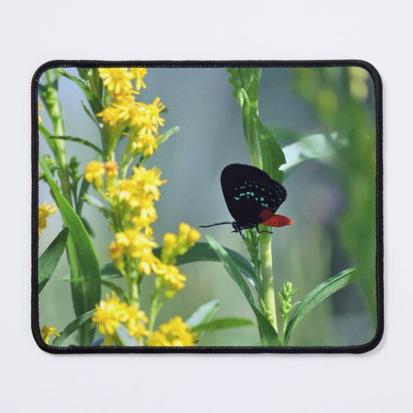 Item preview, Atala on Gold designed and sold by JustCritters.