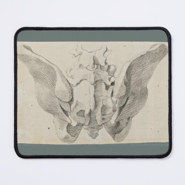Item preview, Anatomical Drawings of the Bones of the Pelvis (dorsal view) by Jan Wandelaar  designed and sold by Amanda1775.