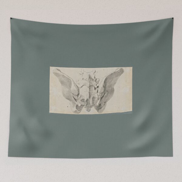Item preview, Anatomical Drawings of the Bones of the Pelvis (dorsal view) by Jan Wandelaar  designed and sold by Amanda1775.