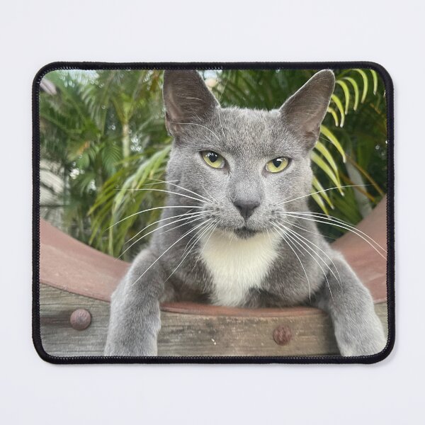 Item preview, Cool cat designed and sold by Tiahtana.