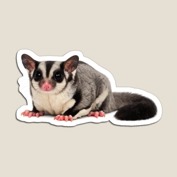 Item preview, Sugar Glider designed and sold by Poplartree.