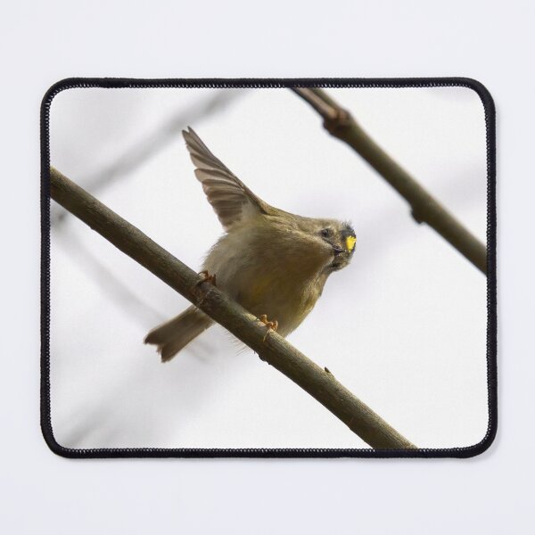 Item preview, That way. Goldcrest Spring 2026 designed and sold by Jouko Lehto Photography.