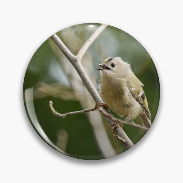 Item preview, Ode. Goldcrest Spring 2026 designed and sold by Jouko Lehto Photography.