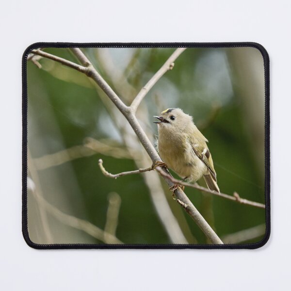 Item preview, Ode. Goldcrest Spring 2026 designed and sold by Jouko Lehto Photography.