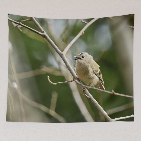Item preview, Ode. Goldcrest Spring 2026 designed and sold by Jouko Lehto Photography.