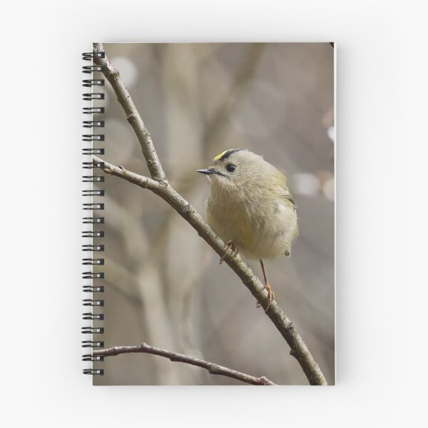 Item preview, In the willow. Goldcrest Spring 2026 designed and sold by Jouko Lehto Photography.