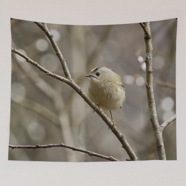 Item preview, In the willow. Goldcrest Spring 2026 designed and sold by Jouko Lehto Photography.