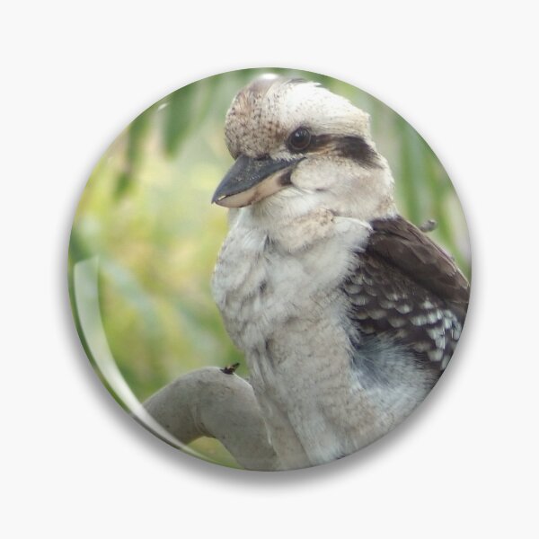 Item preview, Kookaburra sits in the old gum tree designed and sold by photosbymia.