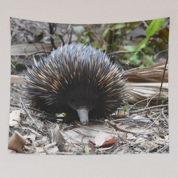 Item preview, Echidna designed and sold by photosbymia.