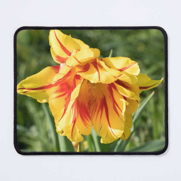 Item preview, Flamboyant Red and Yellow Parrot Tulip designed and sold by Georgia Mizuleva.