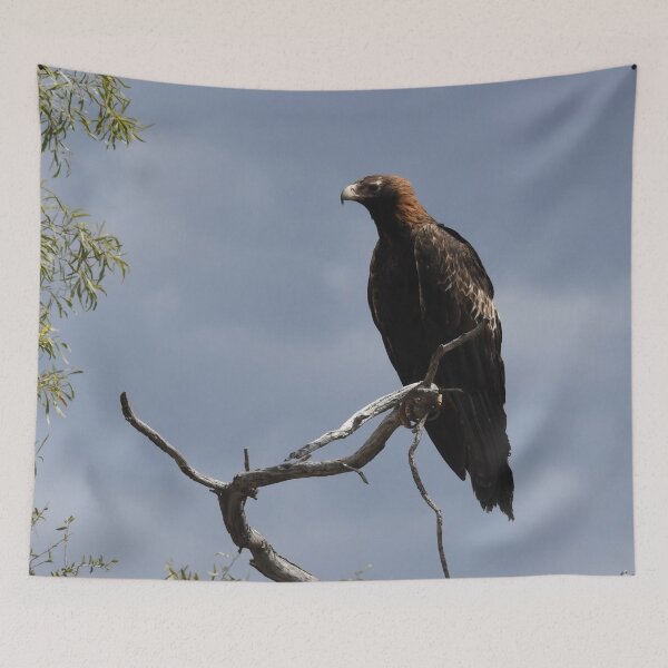 Item preview, Wedge Tailed Eagle designed and sold by photosbymia.