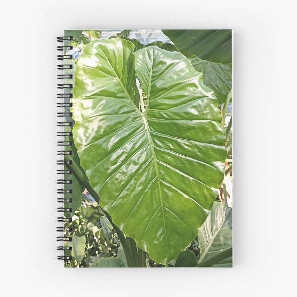 Item preview, Minimalist Elephant Ear Leaf Poster: Tropical Alocasia Botanical Art designed and sold by Mandarynkashop.