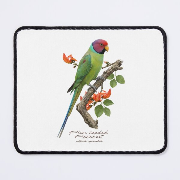 Item preview, Plum-headed Parakeet on Flowery Branch designed and sold by Takeda-art.