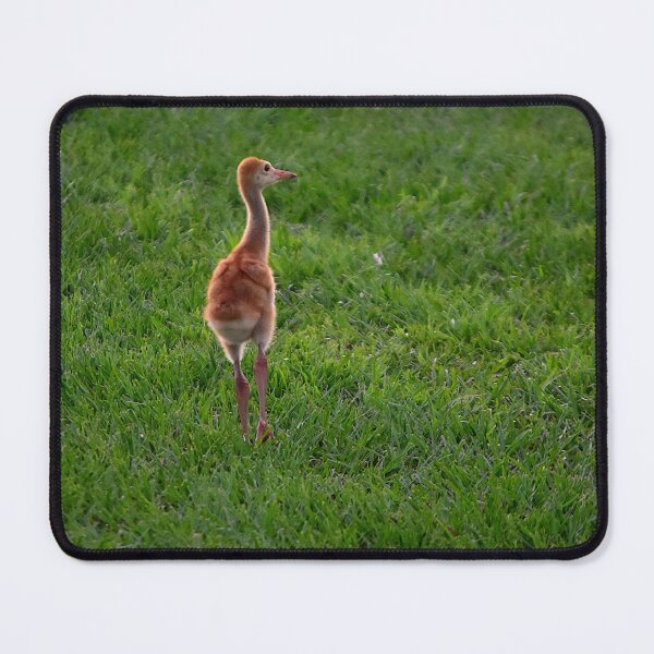Item preview, Crane Chick in a Green Field designed and sold by MercerImages.