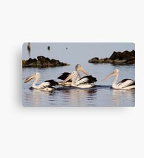 Pelicans Canvas Print