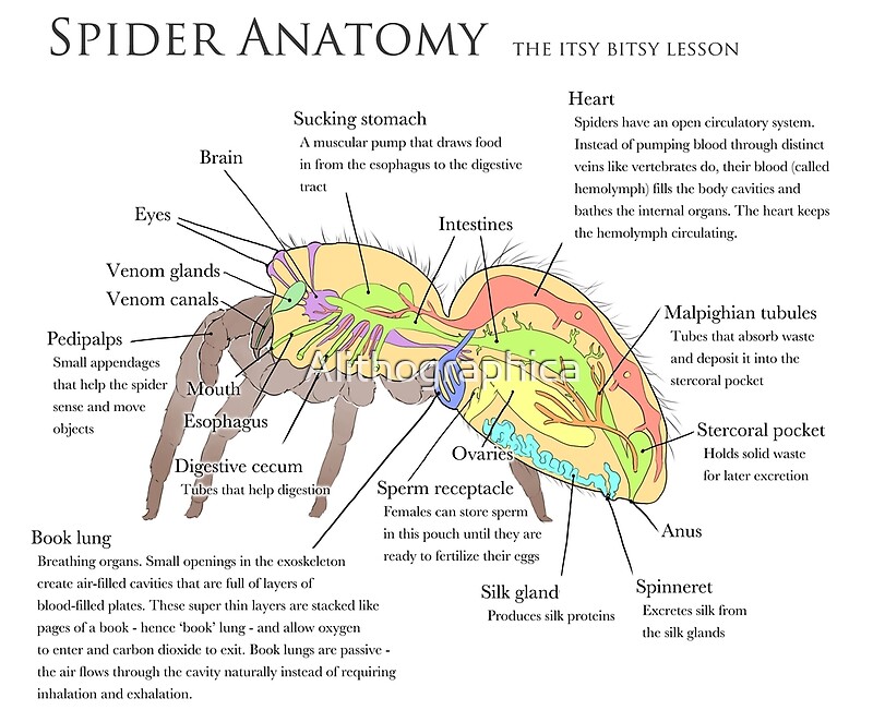 Spider Anatomy Infographic