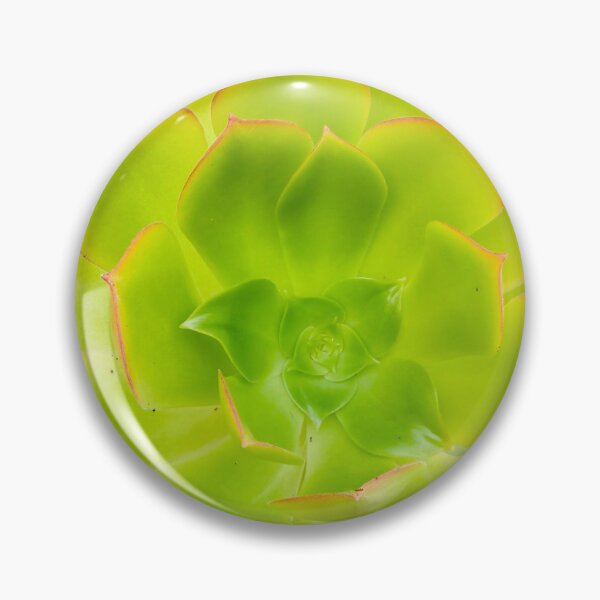 Item preview, Vibrant Green Aeonium Succulent Rosette Isolated on Black designed and sold by BalkanBloom.