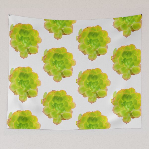 Item preview, Vibrant Green Aeonium Succulent Rosette Isolated on Black designed and sold by BalkanBloom.