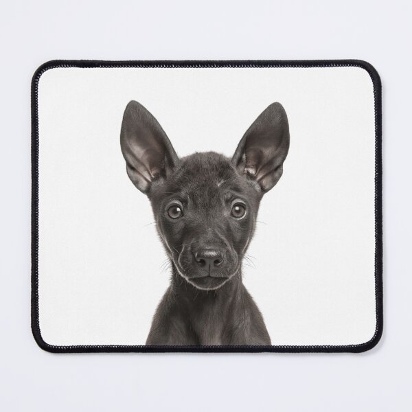 Item preview, Adorable Xoloitzcuintli puppy for Cute Xolo puppy lovers designed and sold by LazyOwlStore.
